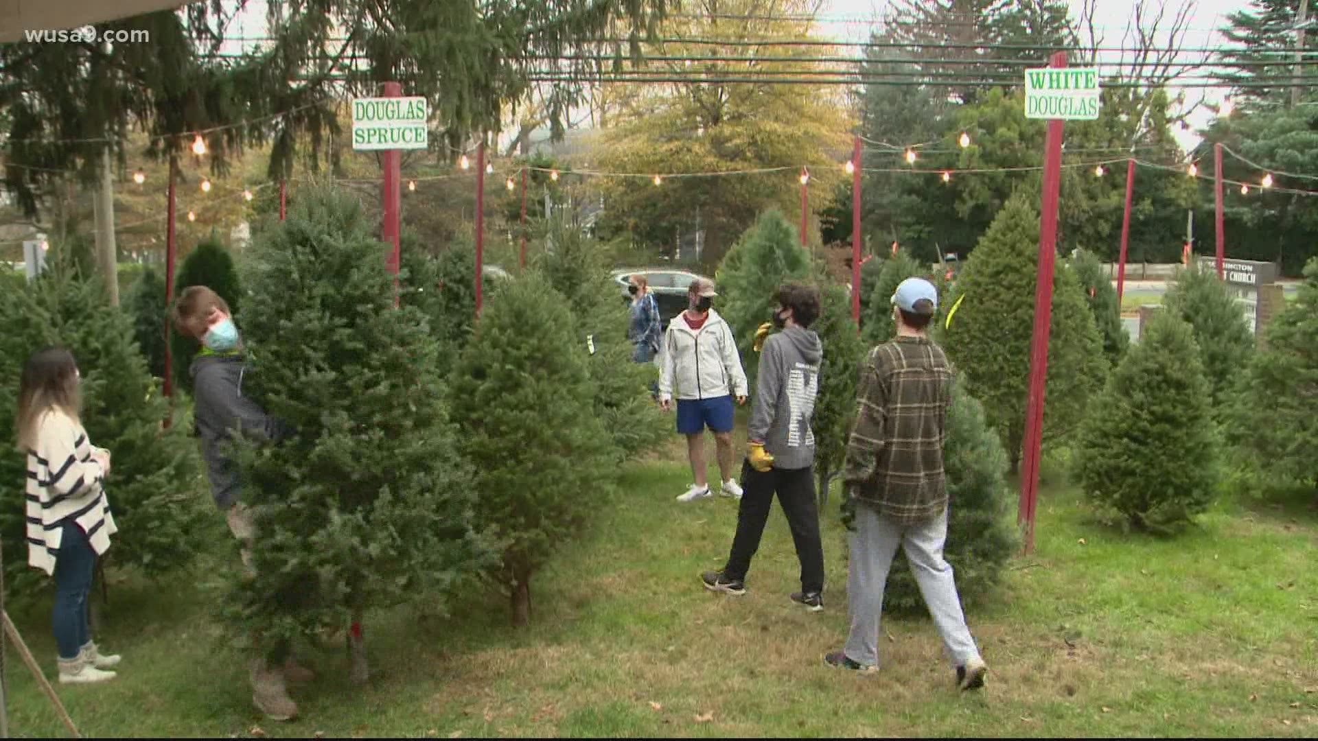 Tree lot sees rush of customers after Thanksgiving
