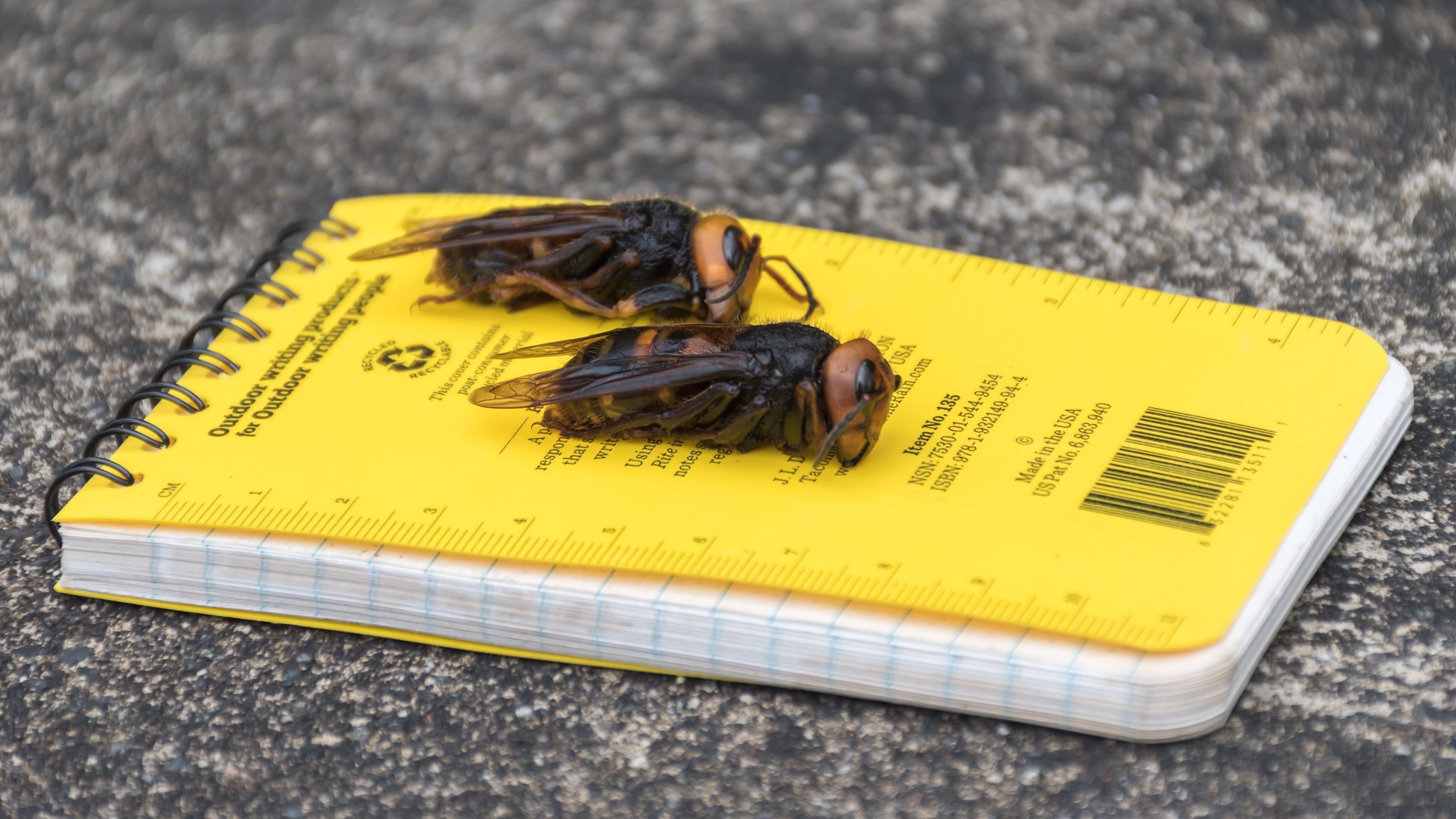 Verify: Does DC have murder hornets? | wusa9.com