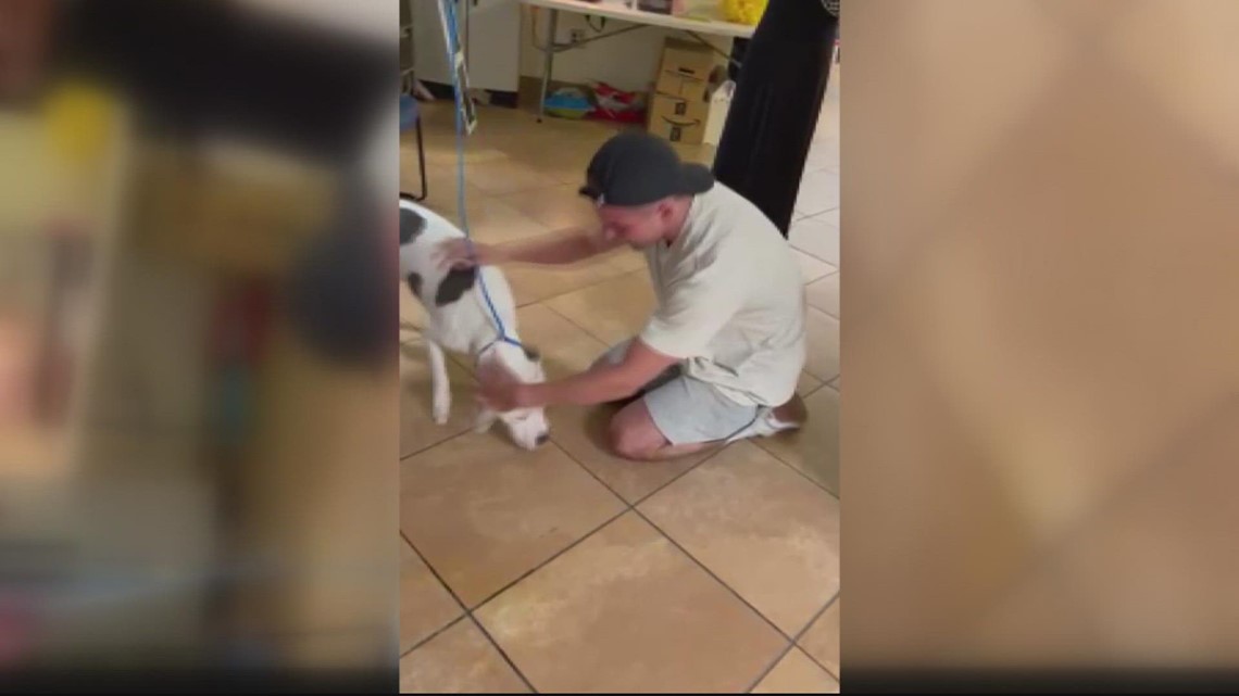 'Hamilton' actor reunited with lost dog after castmate walking the pet was hit by car in NW DC