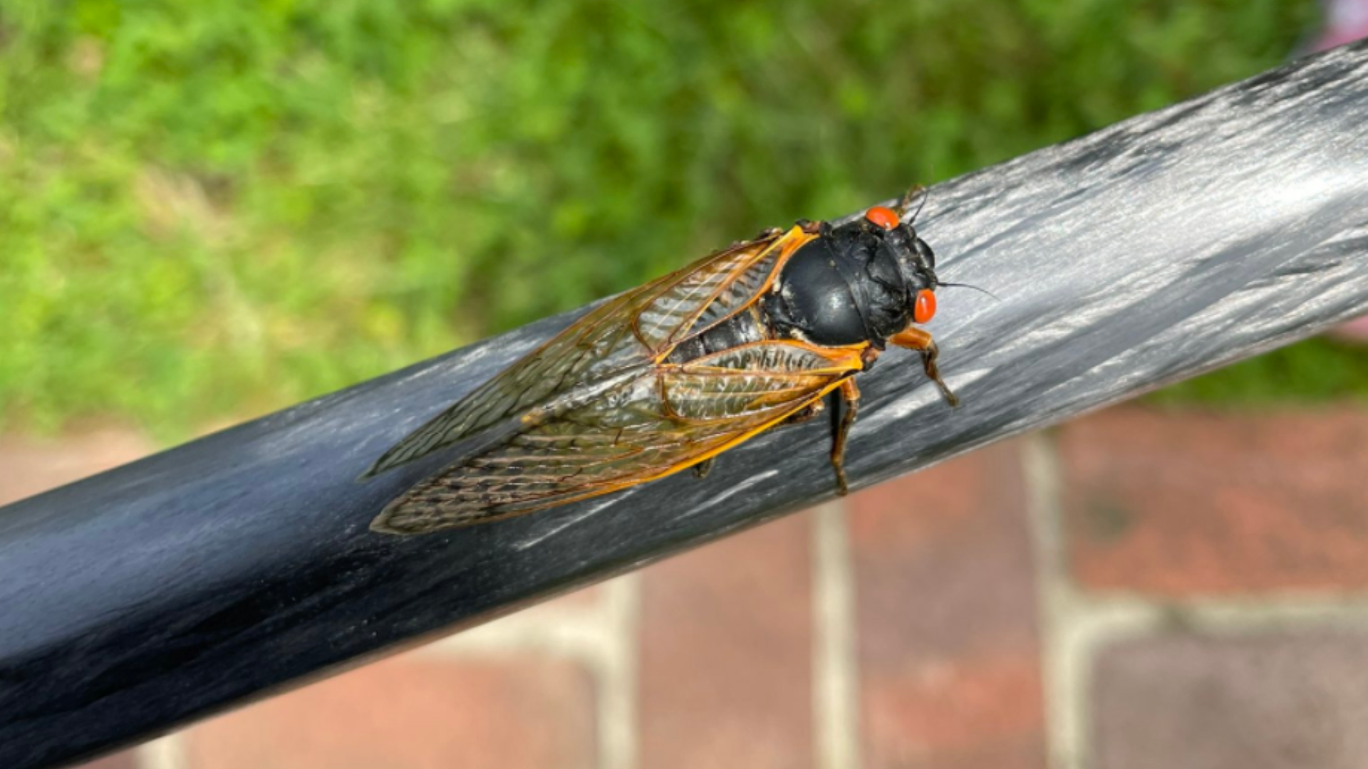 The Verify team spoke with the experts about when Cicadas will leave our skies.