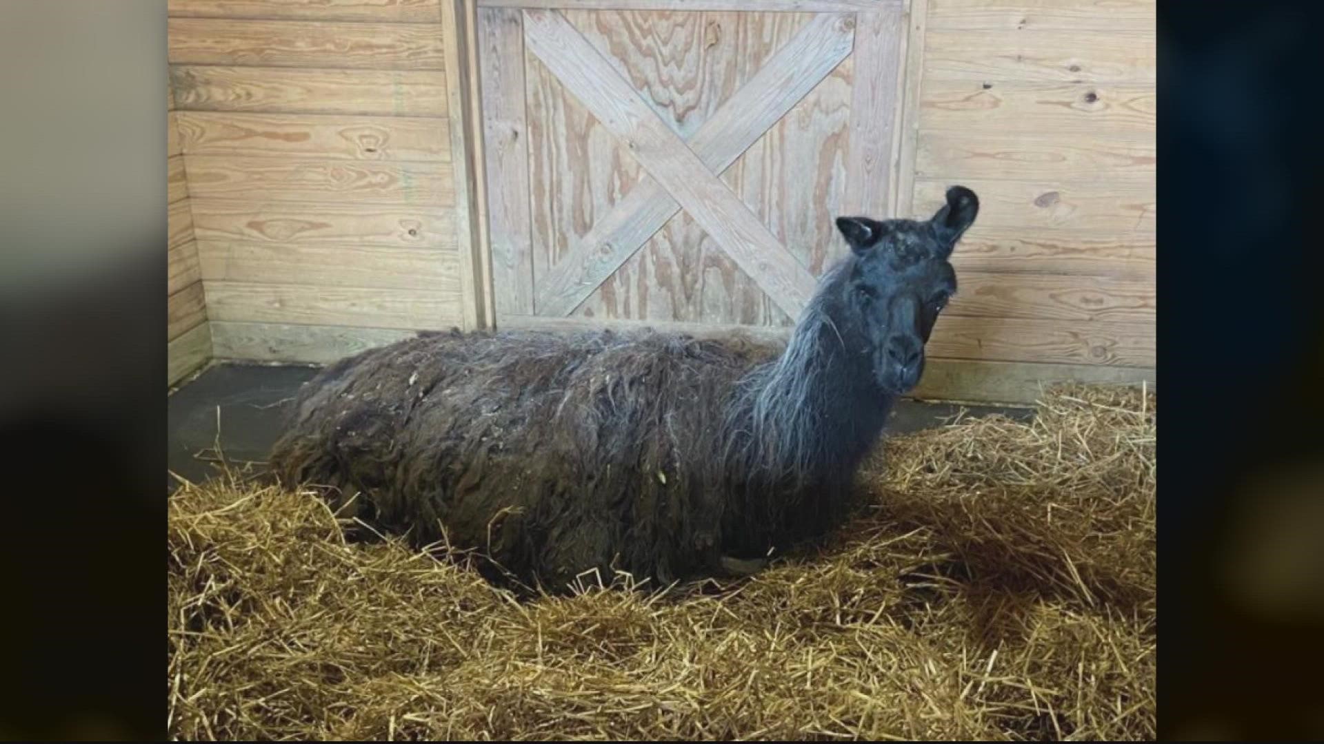 Officials with Fairfax County Animal Protection are working to get one furry friend back to her rightful home.