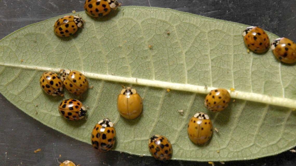 VERIFY: Yes, these small ladybug lookalikes can be harmful for your pet