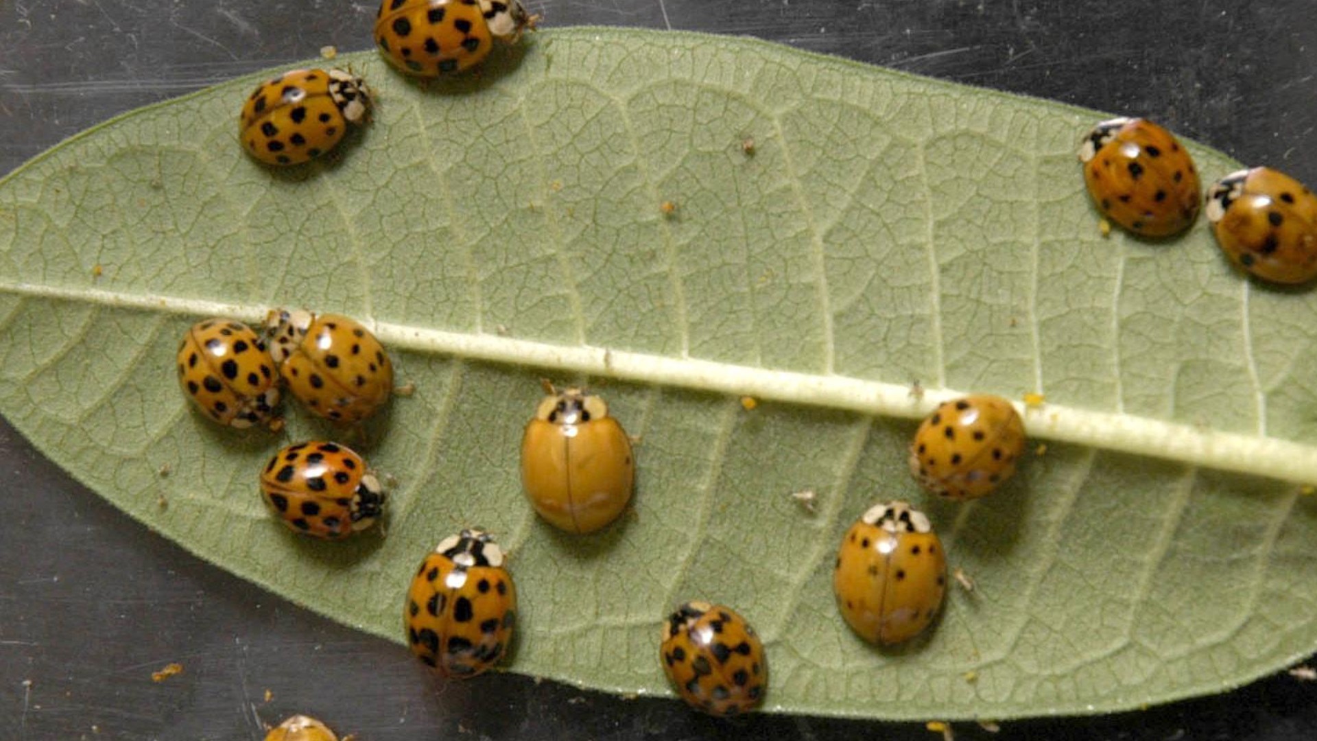 They look like lady bugs, but they are something totally different! And it turns out, they make your pet sick