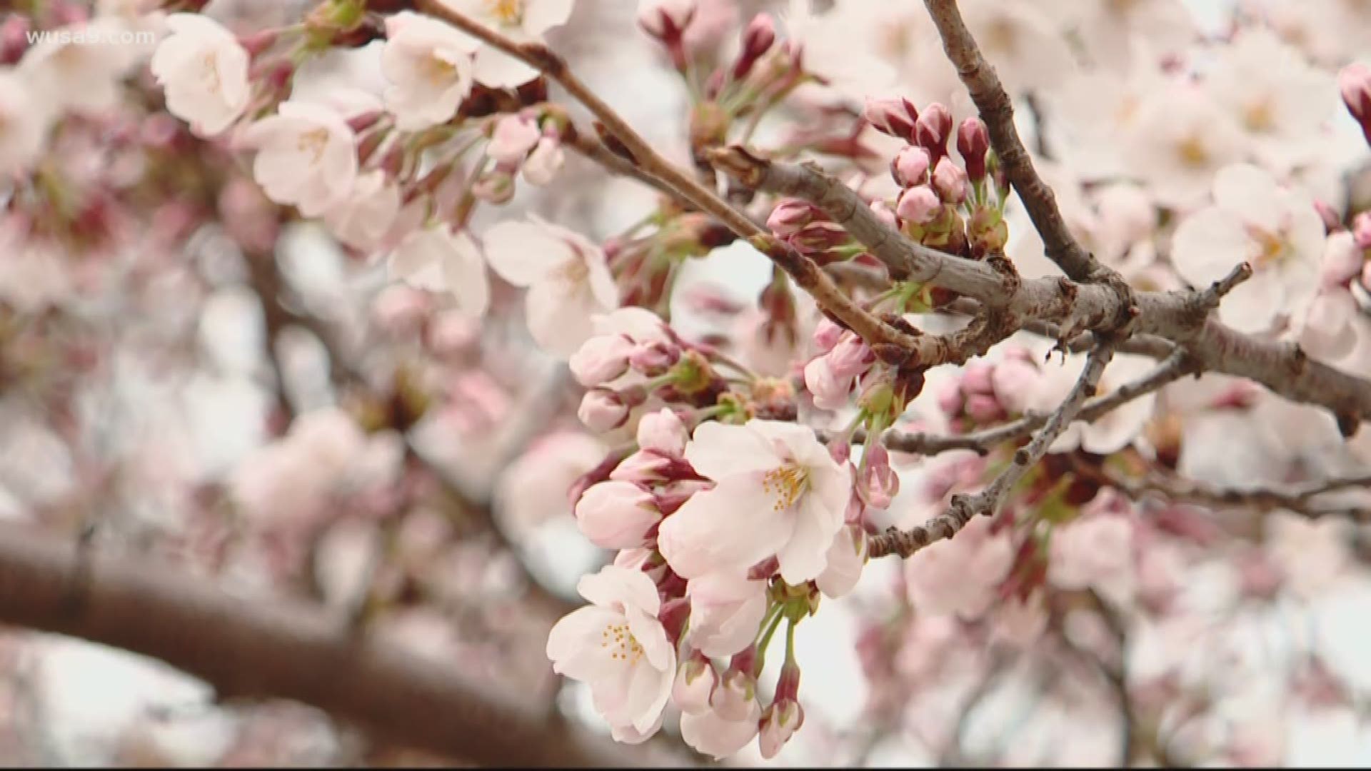 National Cherry Blossom Festival leaders and city officials announced plans to celebrate spring in the District and expected peak bloom dates.
