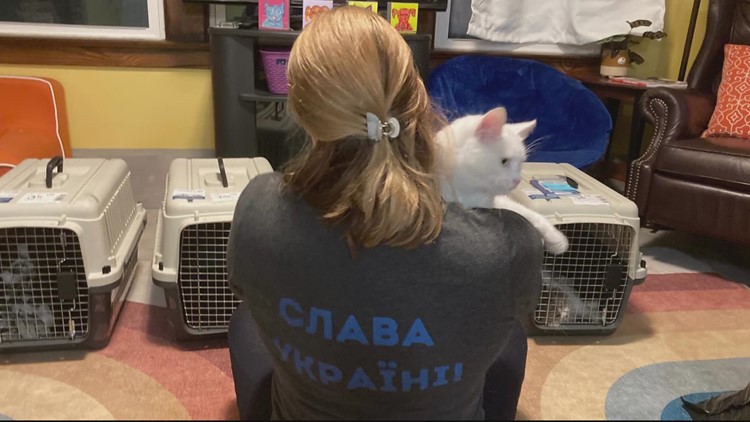 24 cats from Ukraine being rescued by Fairfax County animal rescue looking for fur-ever homes in DMV