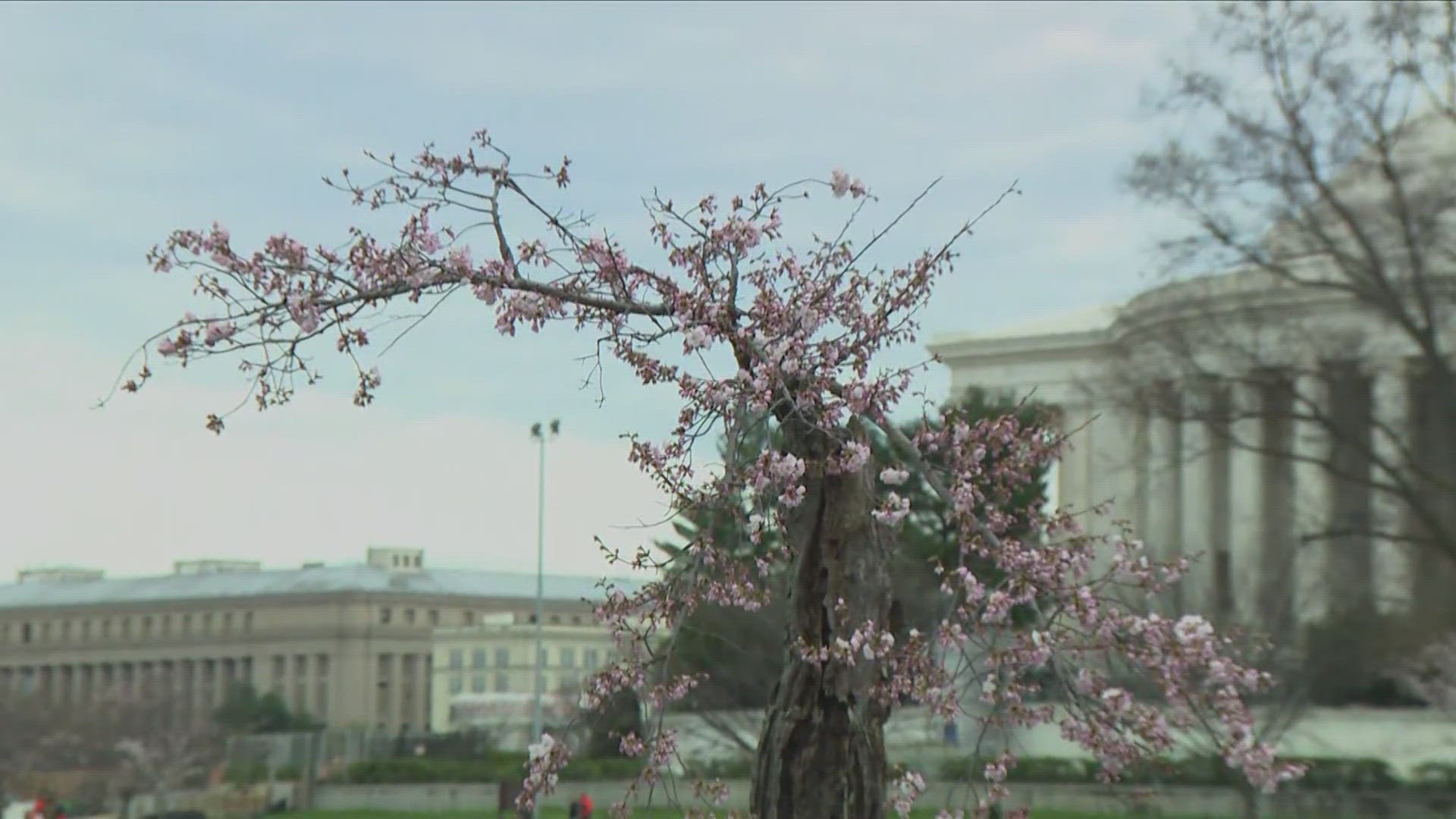 The National Arboretum plans to propagate clippings of Stumpy and re-plant them at the National Mall after a seawall reconstruction project is completed.