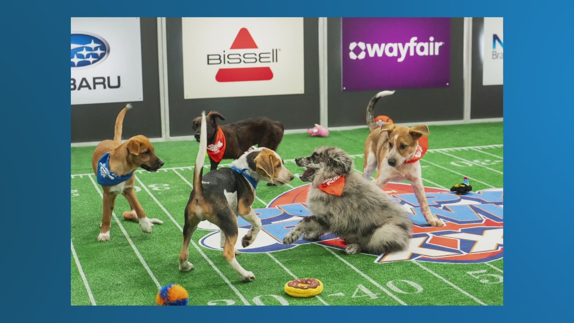 Team Ruff vs. Team Fluff | 20th Annual Puppy Bowl | wusa9.com