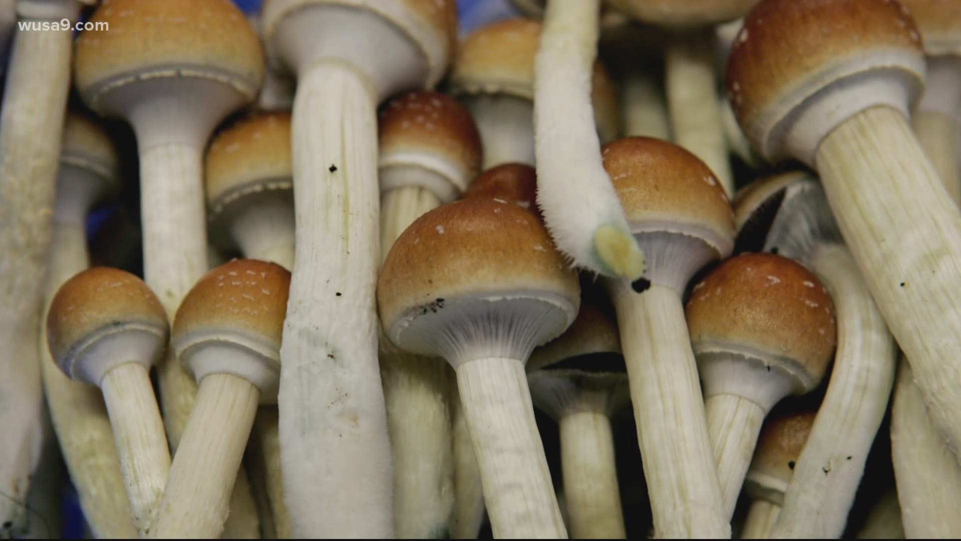 Decriminalize Nature D.C. wants to make psychedelic drugs a low priority for law enforcement, but one congressman is against the initiative.