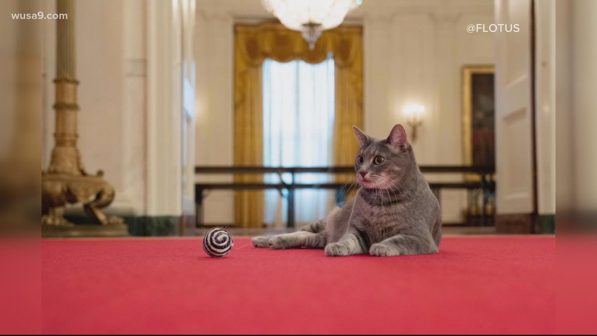 It's the first cat in the White House since George W. Bush.