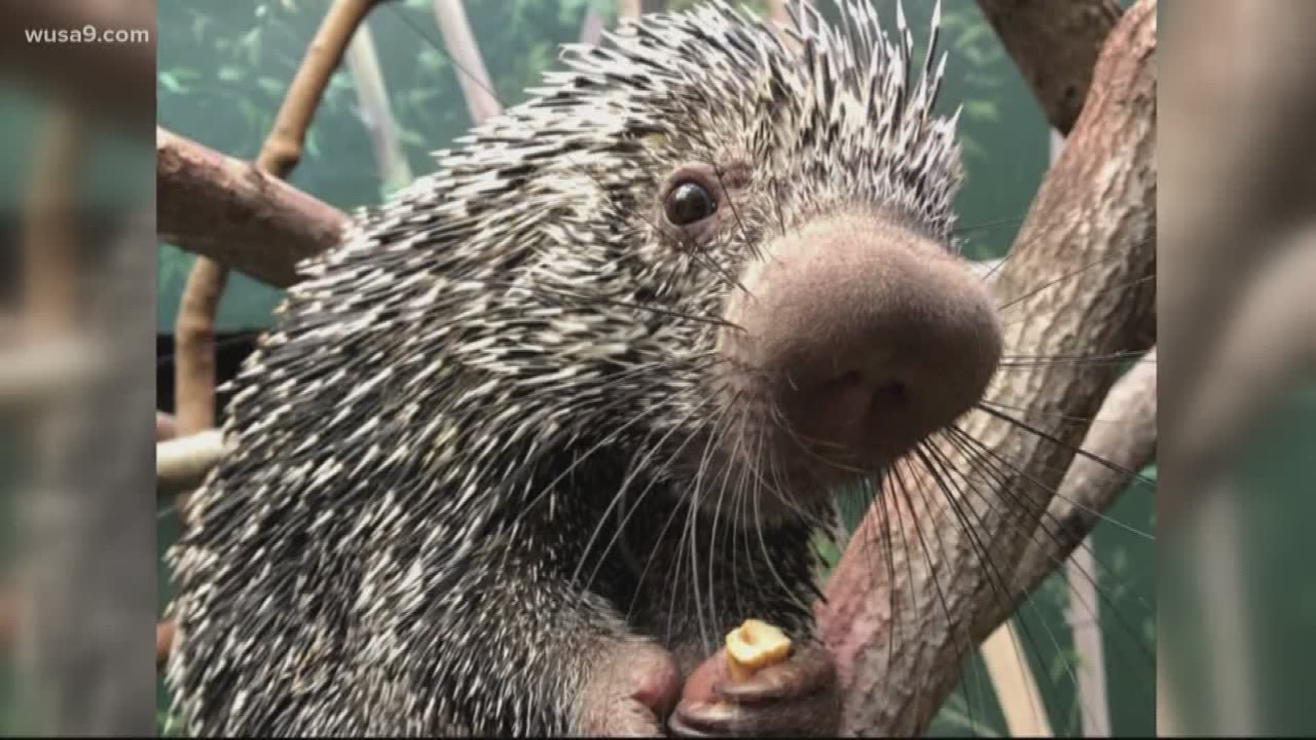 24-hundred votes came in during a naming campaign sponsored by the zoo. Quilliam got 43 percent of the votes. Prickles came in second with 27 percent.