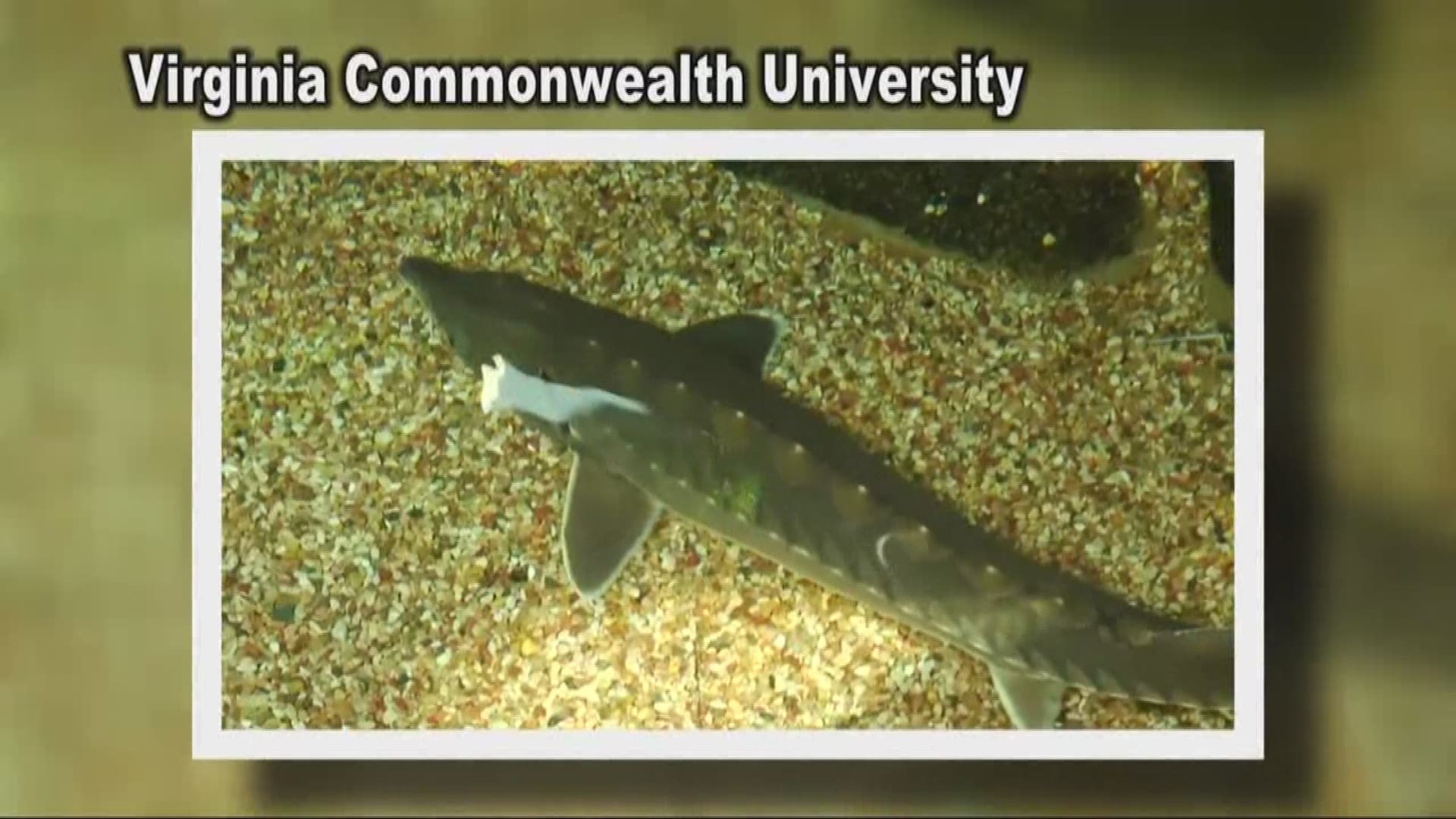 prehistoric fish caught