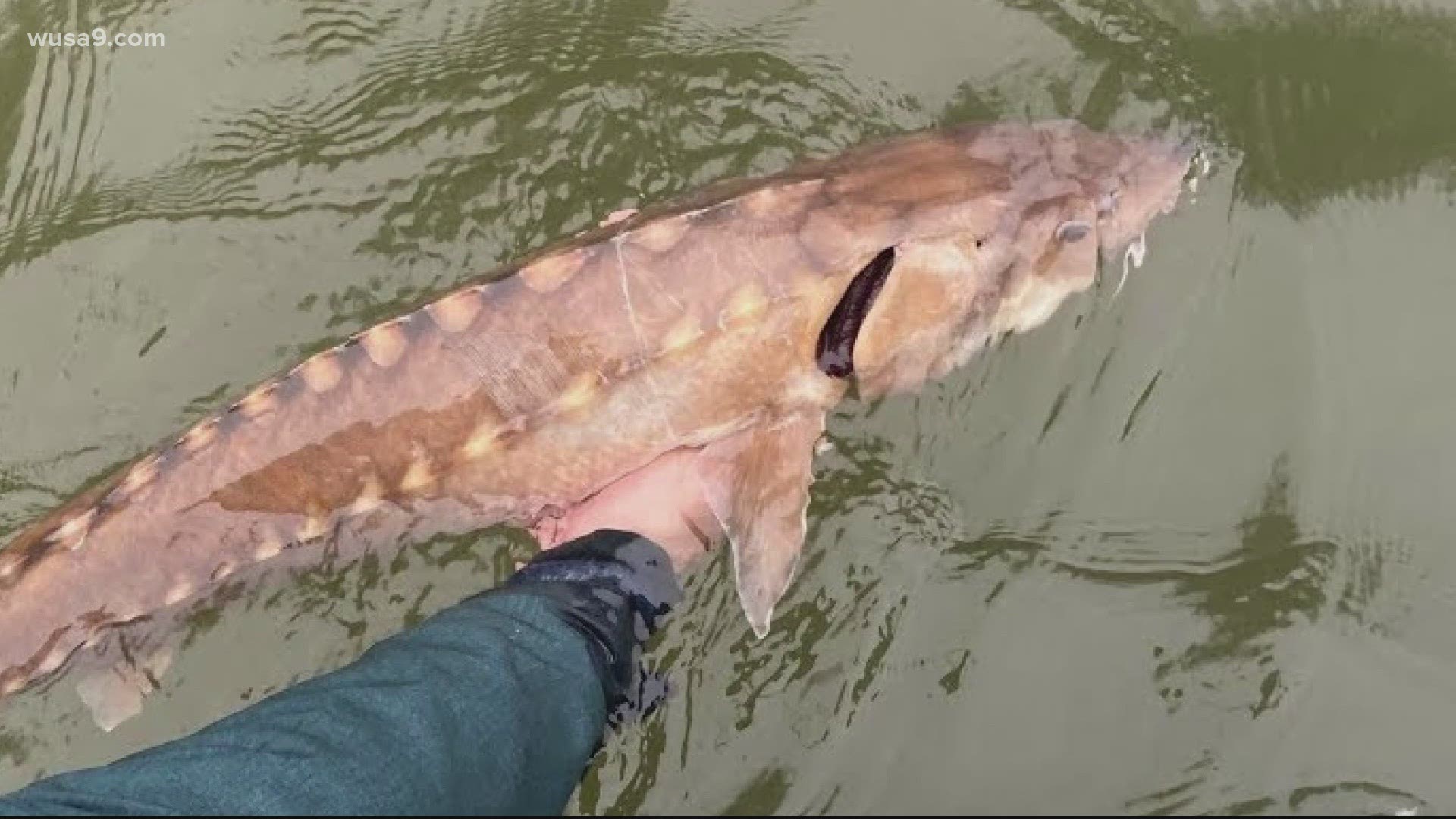 The endangered species reminiscent of the dinosaur era has not been seen in the river for 14 years. “It was like catching a Unicorn," stunned fisherman says