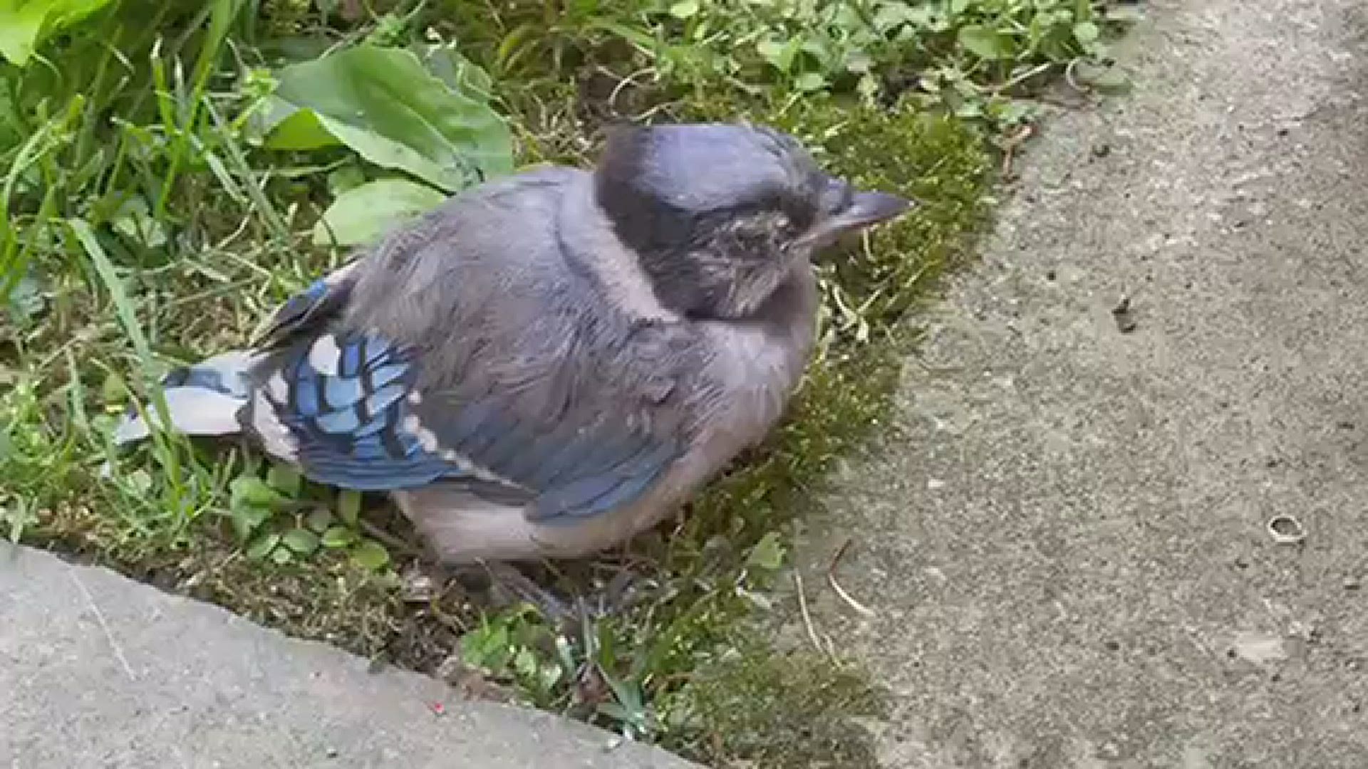 Blue Jays, Starlings, the Common Grackle and Robins are among the species dying in a "bird mortality event." (Video courtesy Rebecca Nichols)