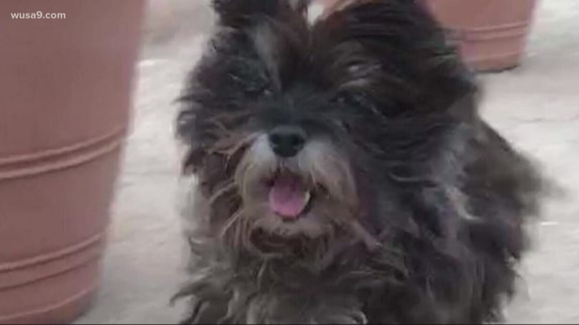 The search is on for a small dog who fell into a storm drain.