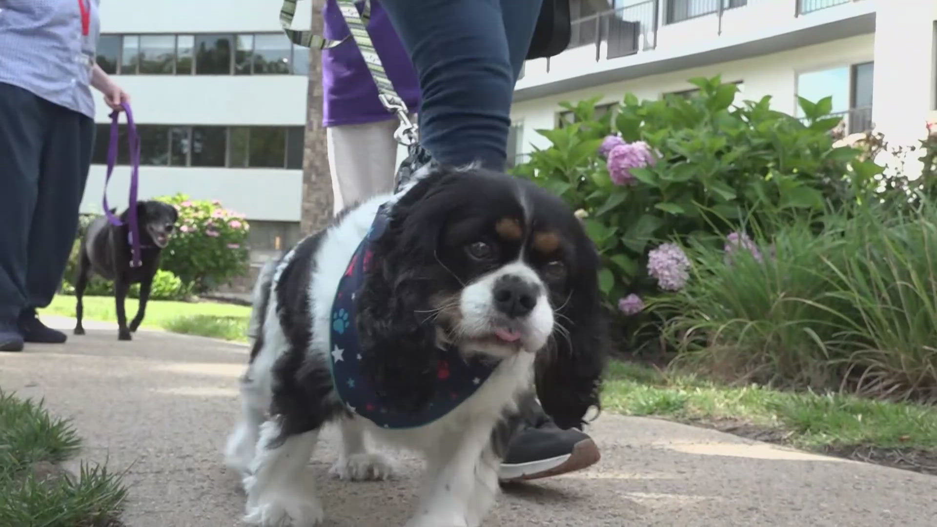A senior living community in Fairfax just launched a brand new program using therapy dogs.