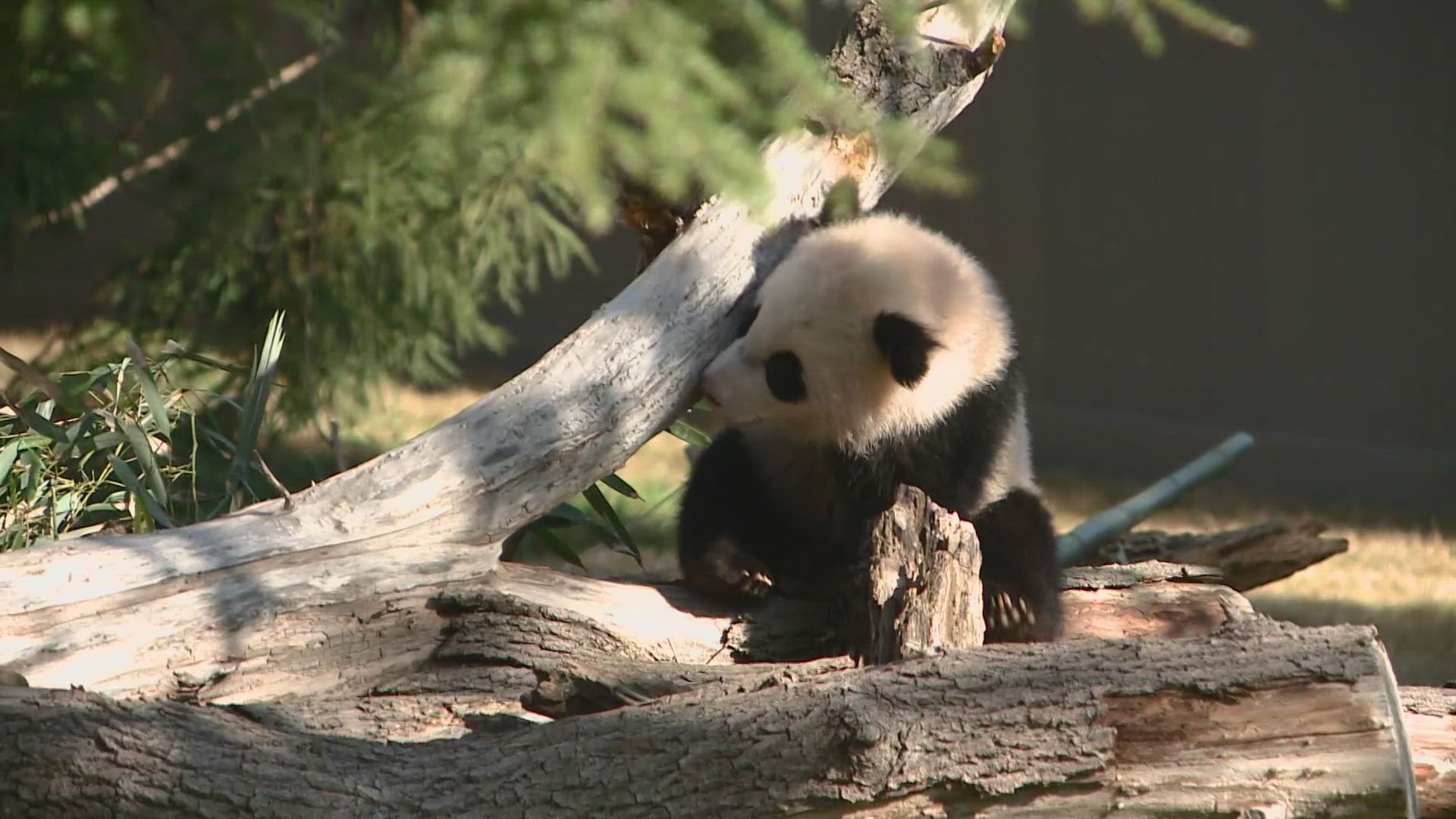 The pandas flew from China to Alaska.