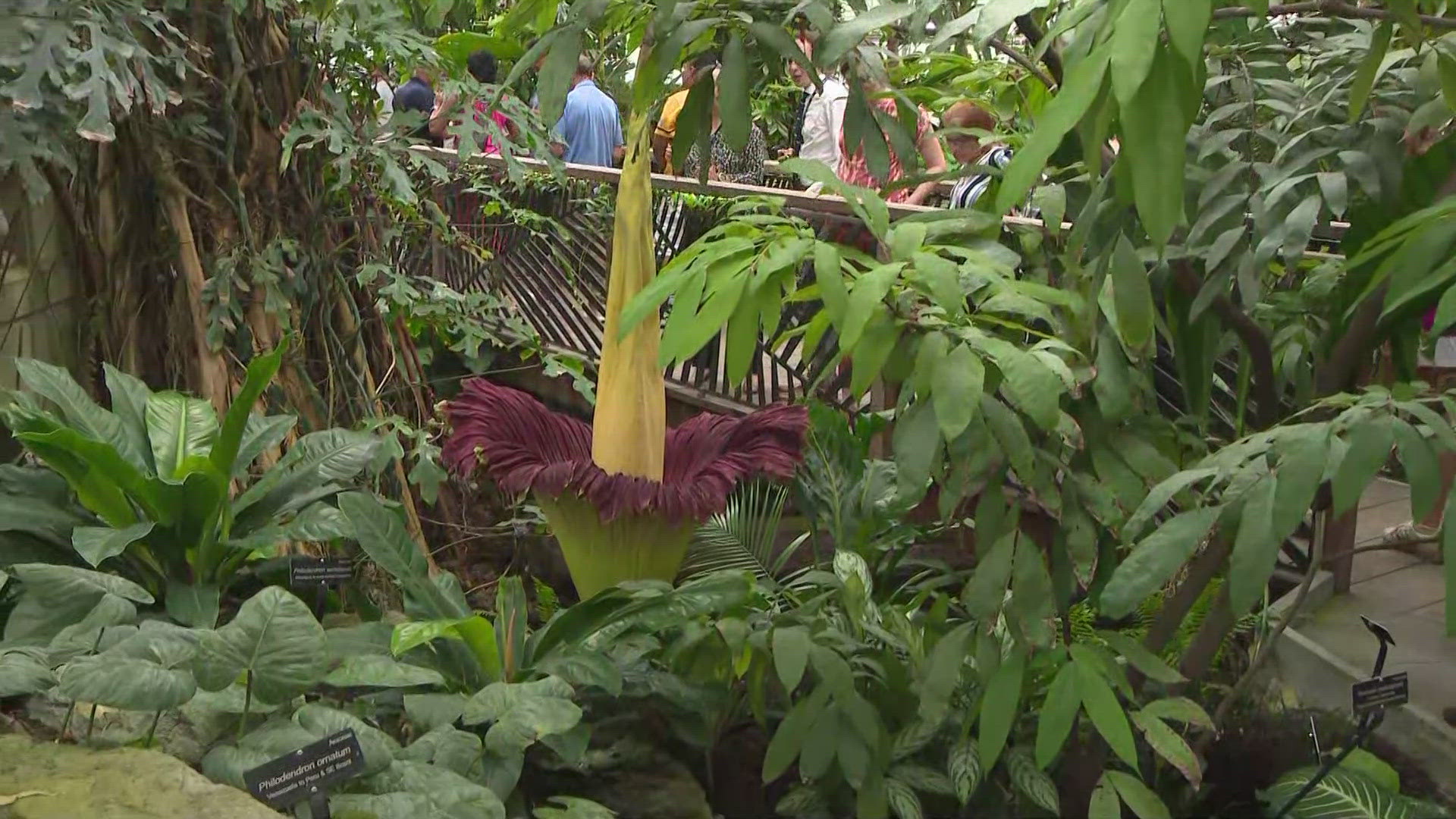 This is the third time this flower has bloomed. 