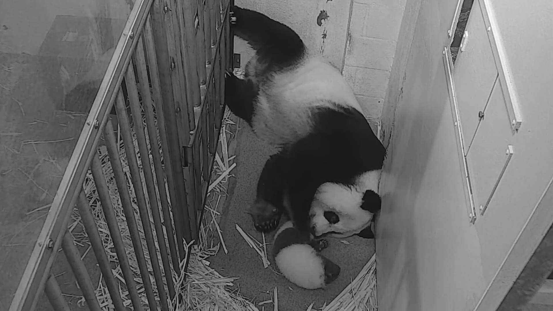 Our little man, who doesn’t’ have a name yet, is a bit of a miracle baby being that mother Mei had less than a 1% chance of getting pregnant due to her age.