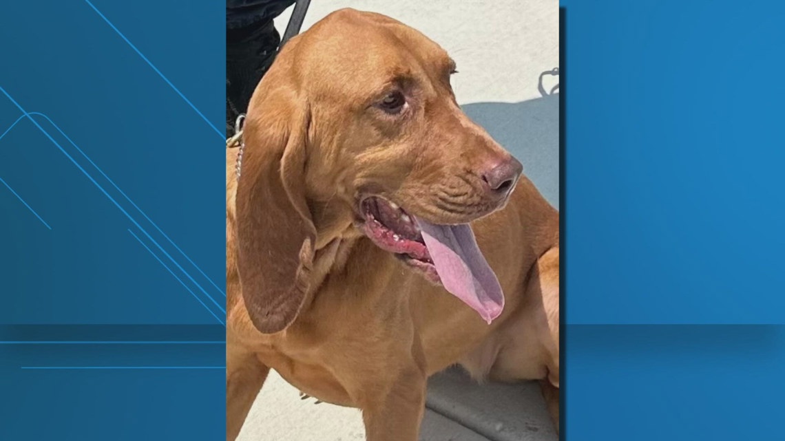 Christopher Railsback Charges dropped against officer previously accused of abusing K9 ...