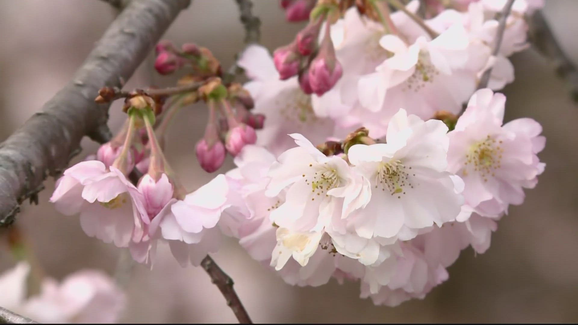 There are other spots in our area where you can enjoy those blooming blossoms. One of those places is the National Arboretum on New York Avenue in Northeast.