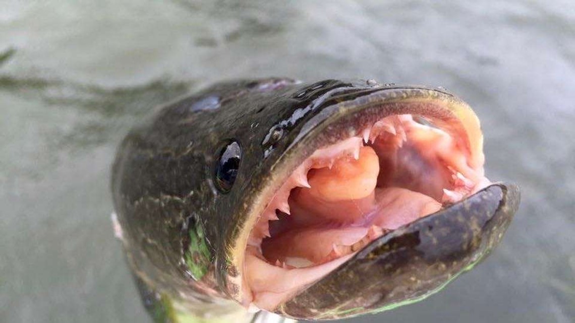 Snakehead fishing report in dc, md, and va