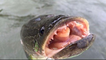 Major shifts in fish populations after Snakehead invasion in Md ...