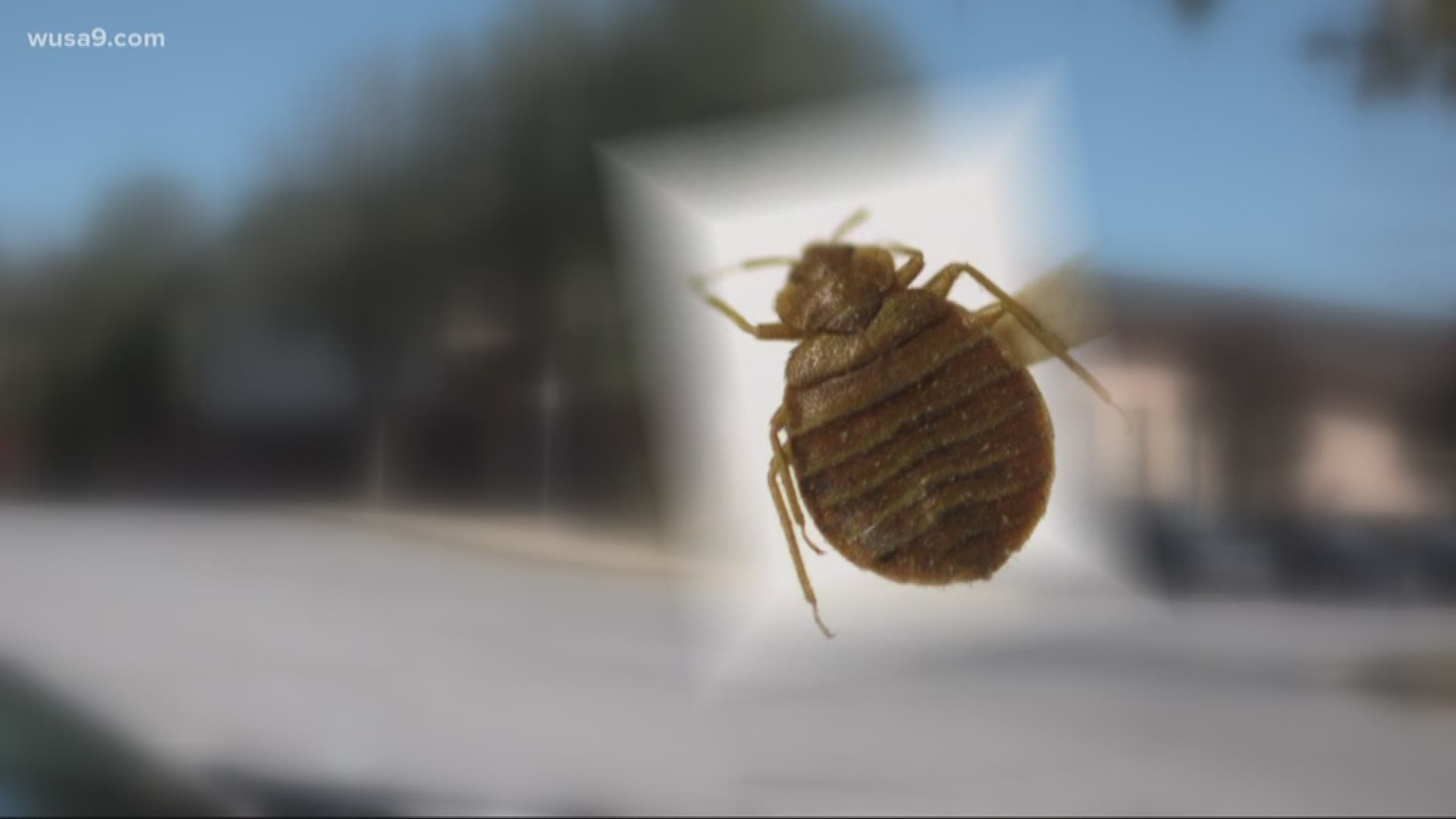 Authorities in Prince George's County have notified parents that bed bugs have been discovered at Walker Mill Middle School.