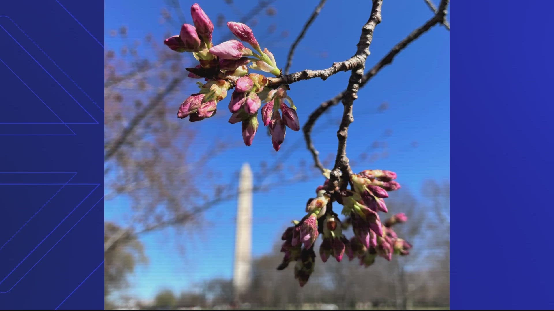 The District's iconic cherry blossoms are expected to reach peak bloom March 22-25.