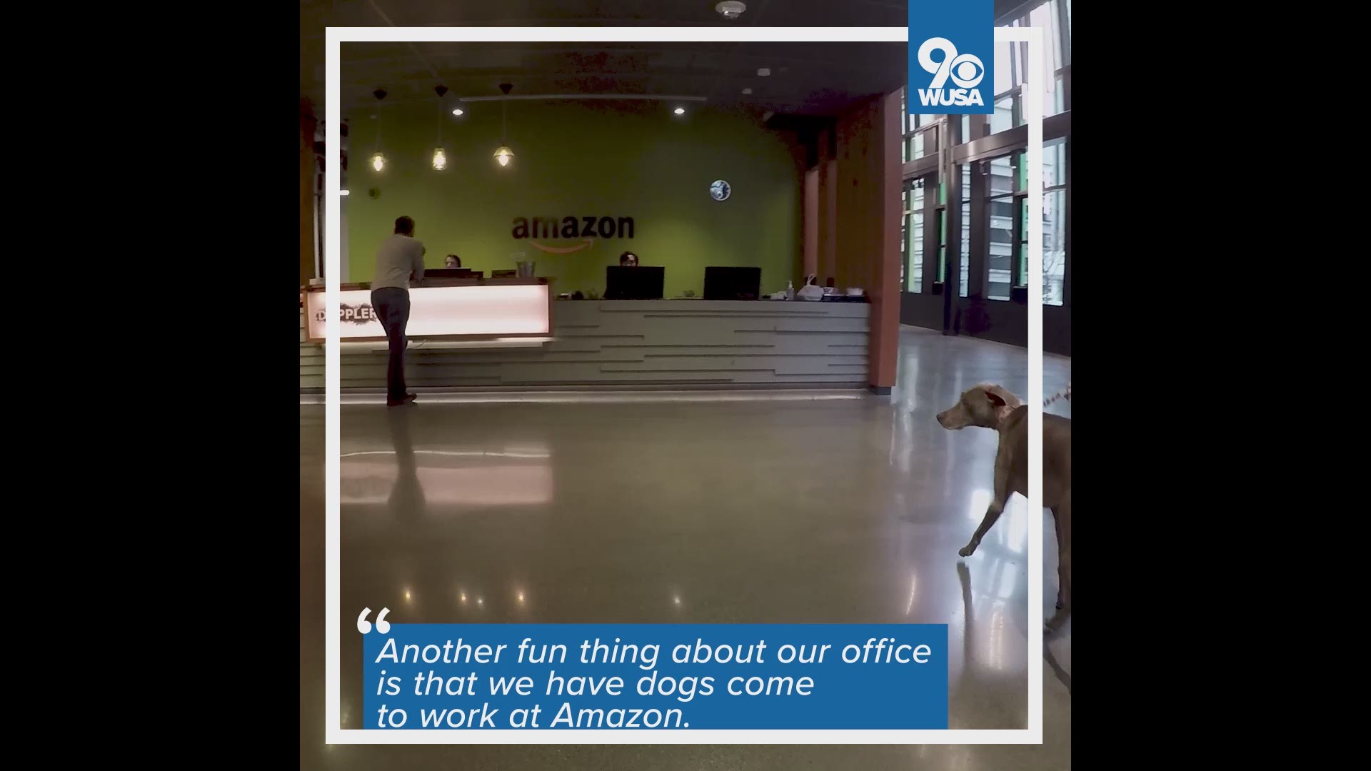 6,000 dogs registered come to work with their owners at the company's Seattle headquarters.