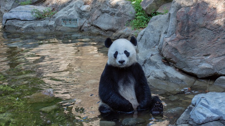 Here's how animals at the National Zoo stay cool in DC's heat 