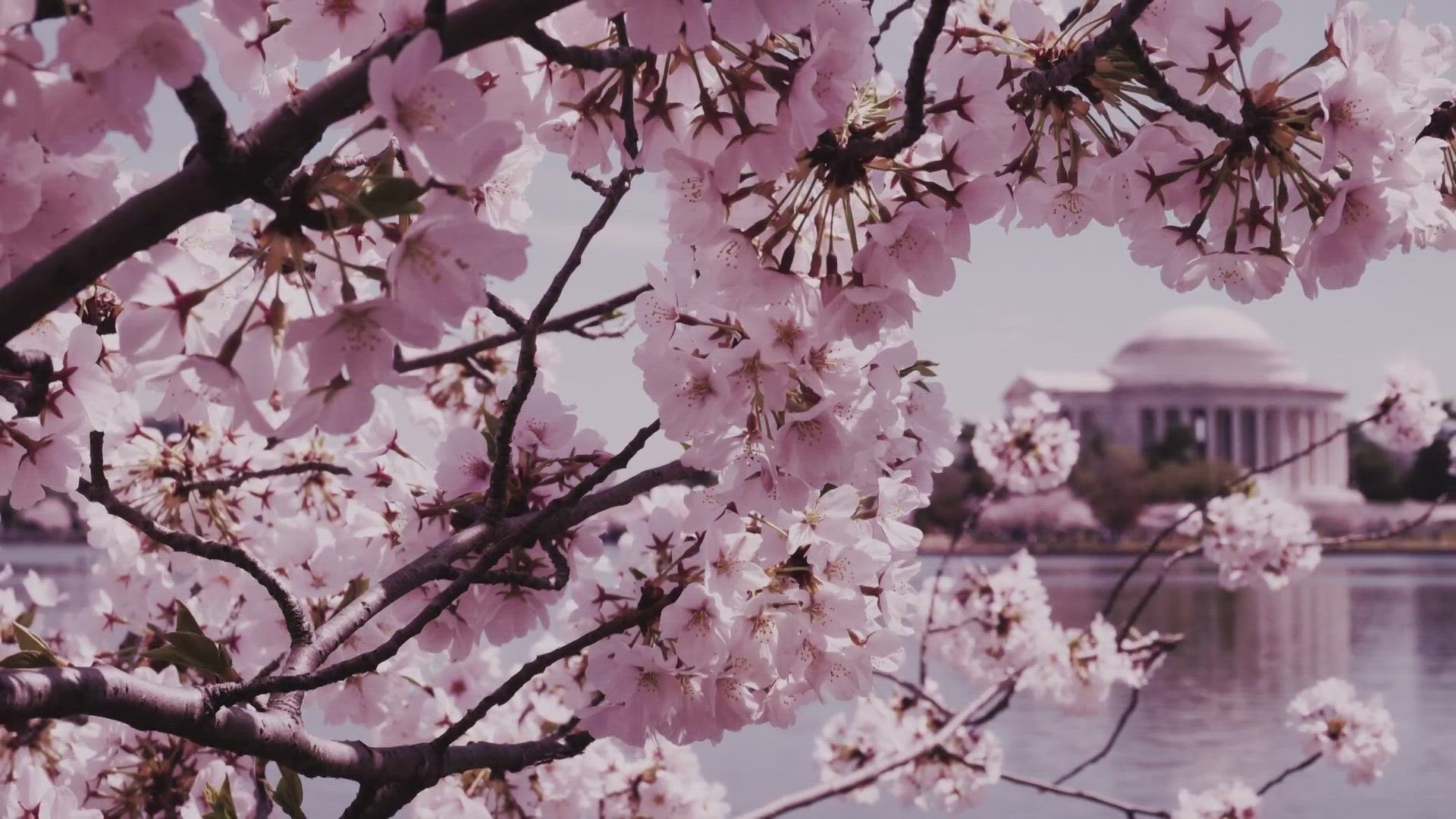 We now know the expected peak bloom of our iconic cherry BLOSSOM trees NEAR THE TIDAL BASIN.