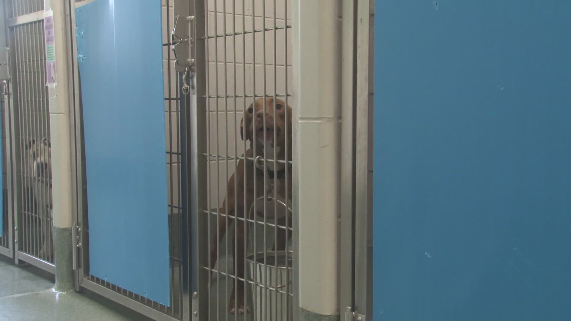 The placement room, where adoptable animals are held at the adoption center, has been temporarily closed.