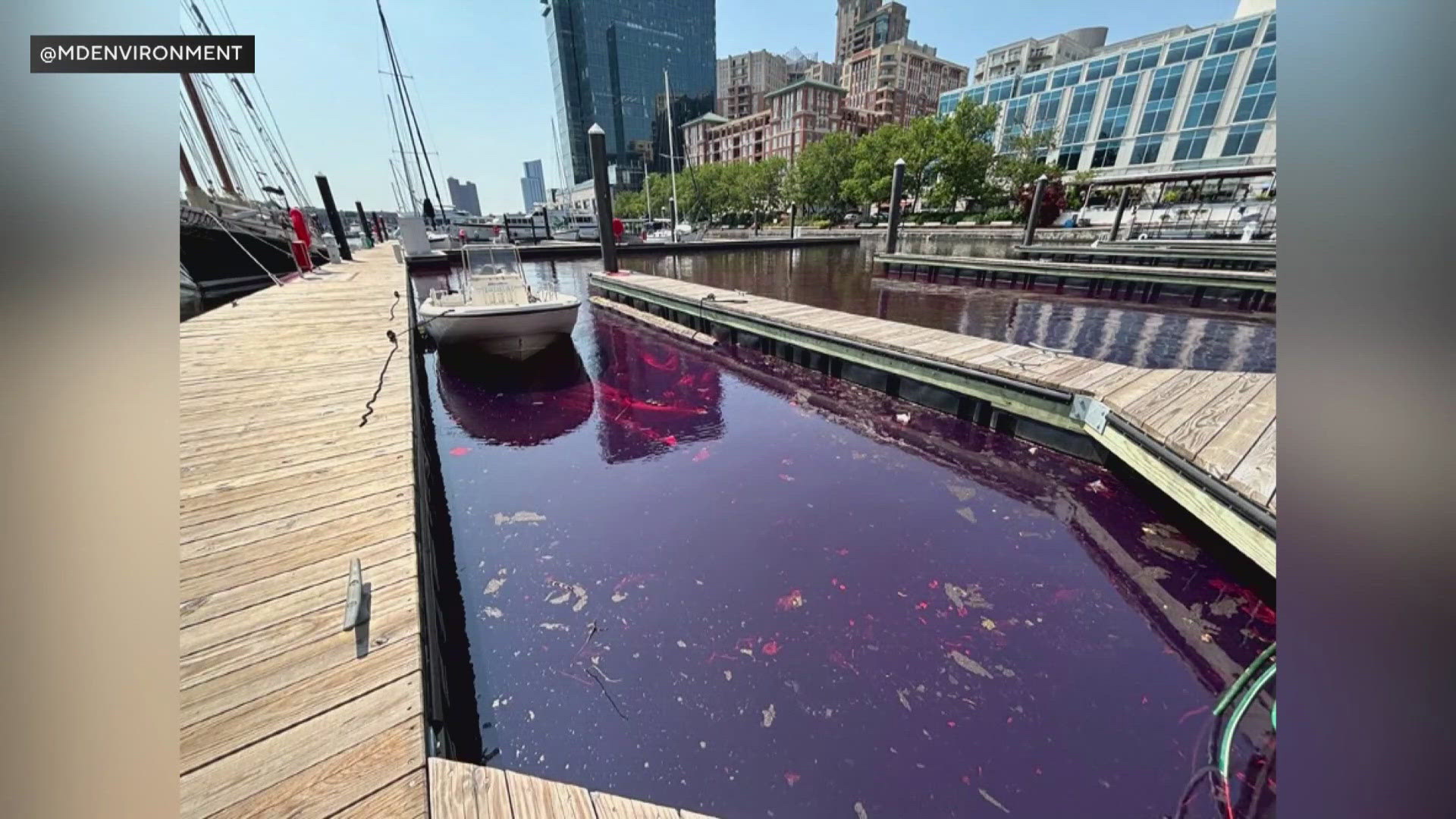 Around 2,000 gallons spilled into the harbor on Wednesday. 