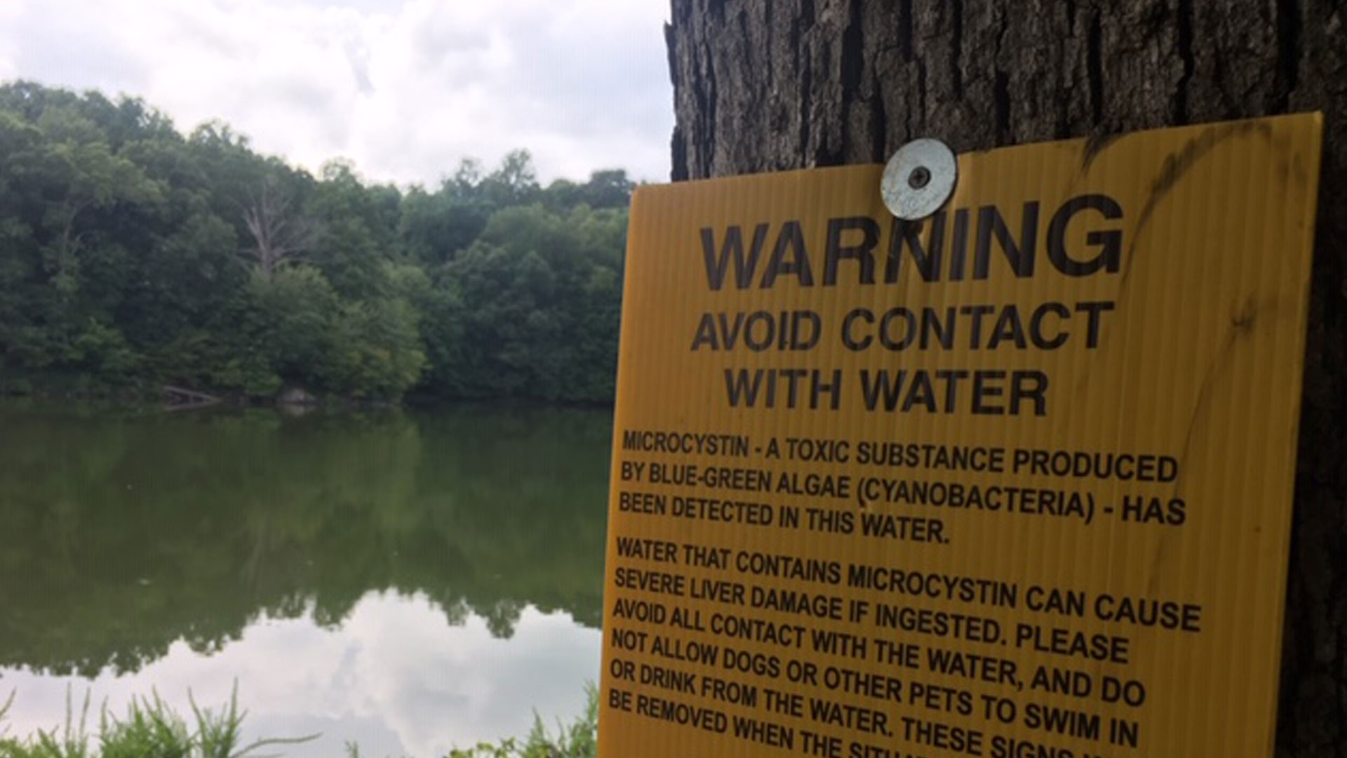 Toxic "blue-green" algae has been killing pets in some southern states this summer. Now a number of advisories have been posted in our region. Signs have just gone up at Lake Needwood and Lake Frank in the Rock Creek Regional Park in Derwood warning pet owners to keep their dogs out of the water.