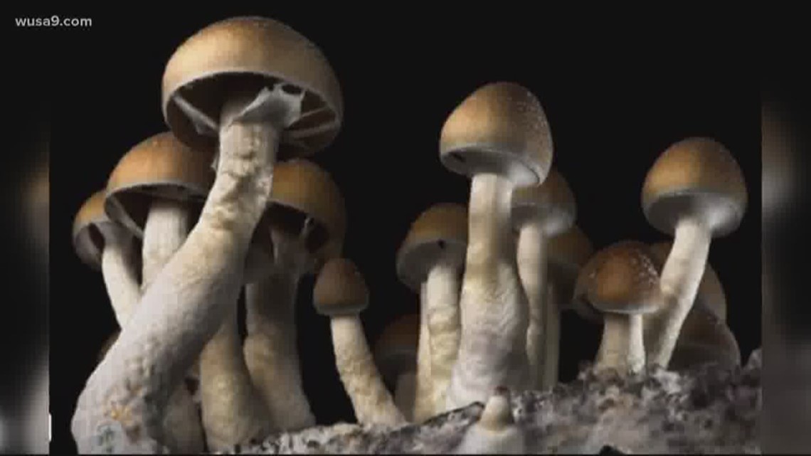 Magic mushrooms are now officially decriminalized in DC