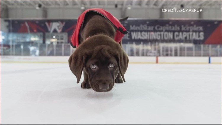 Washington Capitals host Caps Canine Night