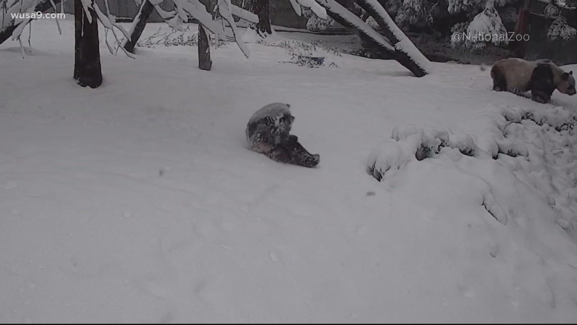 While the snow was a headache for some of us, that wasn't the case for the pandas at the National Zoo.