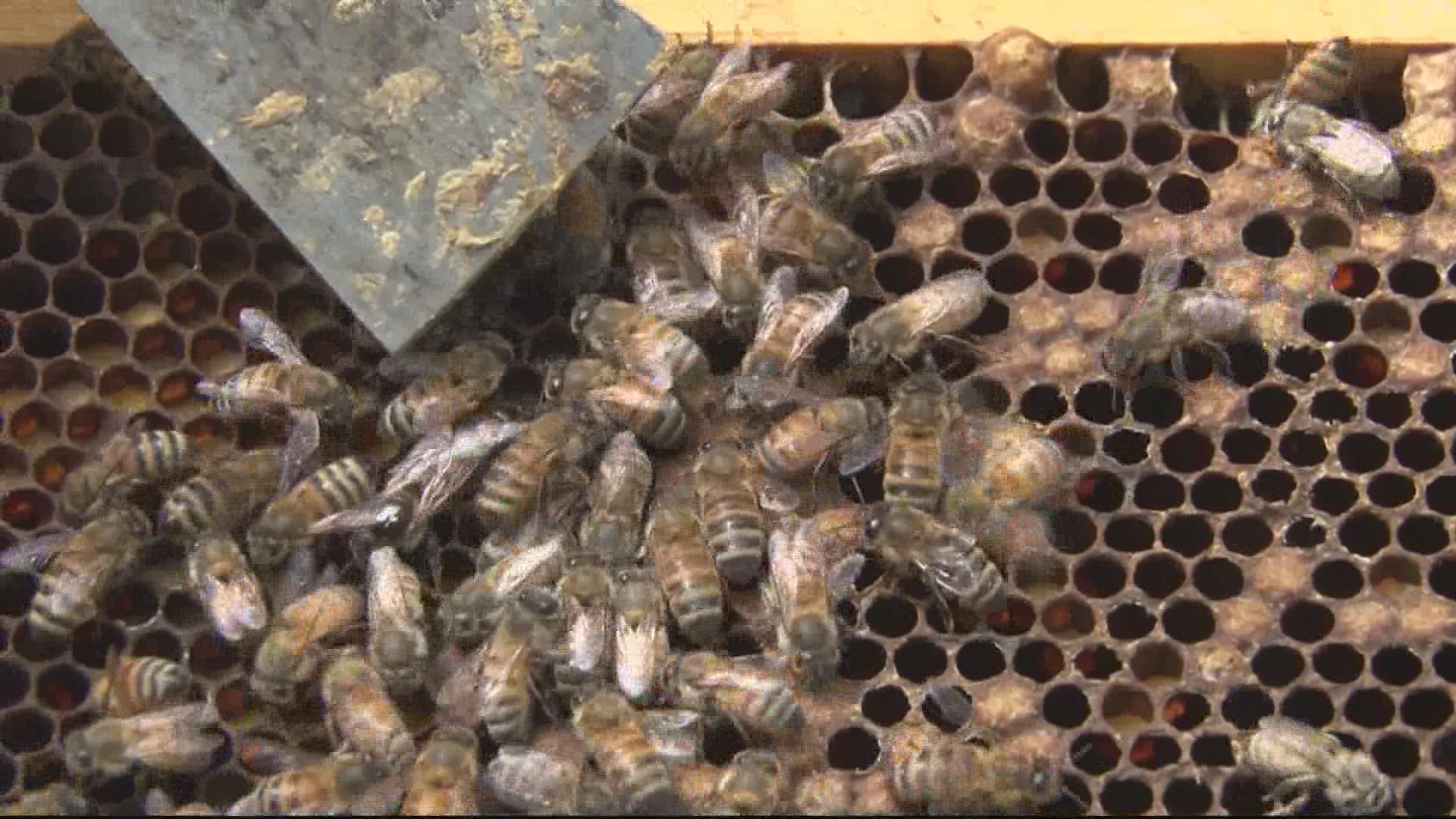 Maryland and Virginia beekeepers have tips to be more pollinator friendly.