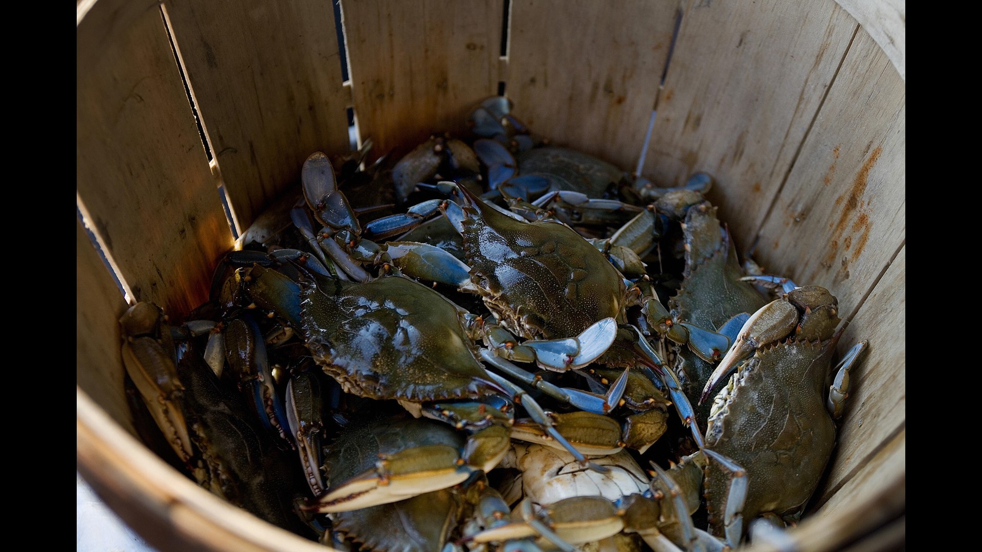 Md. blue crab population falls nearly 20 percent in 2017 | wusa9.com