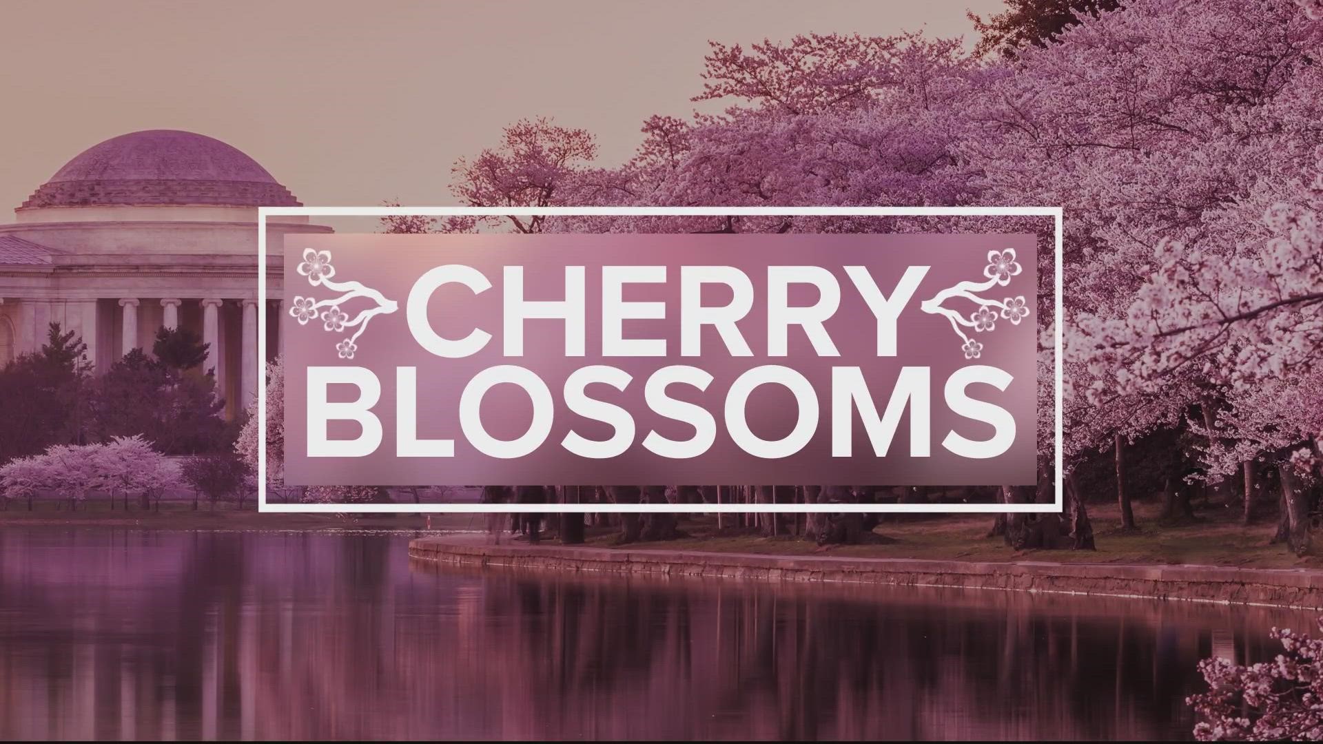 The moment many people across the DMV have been waiting for. The National Park Service has just issued its peak bloom prediction for our cherry blossoms.