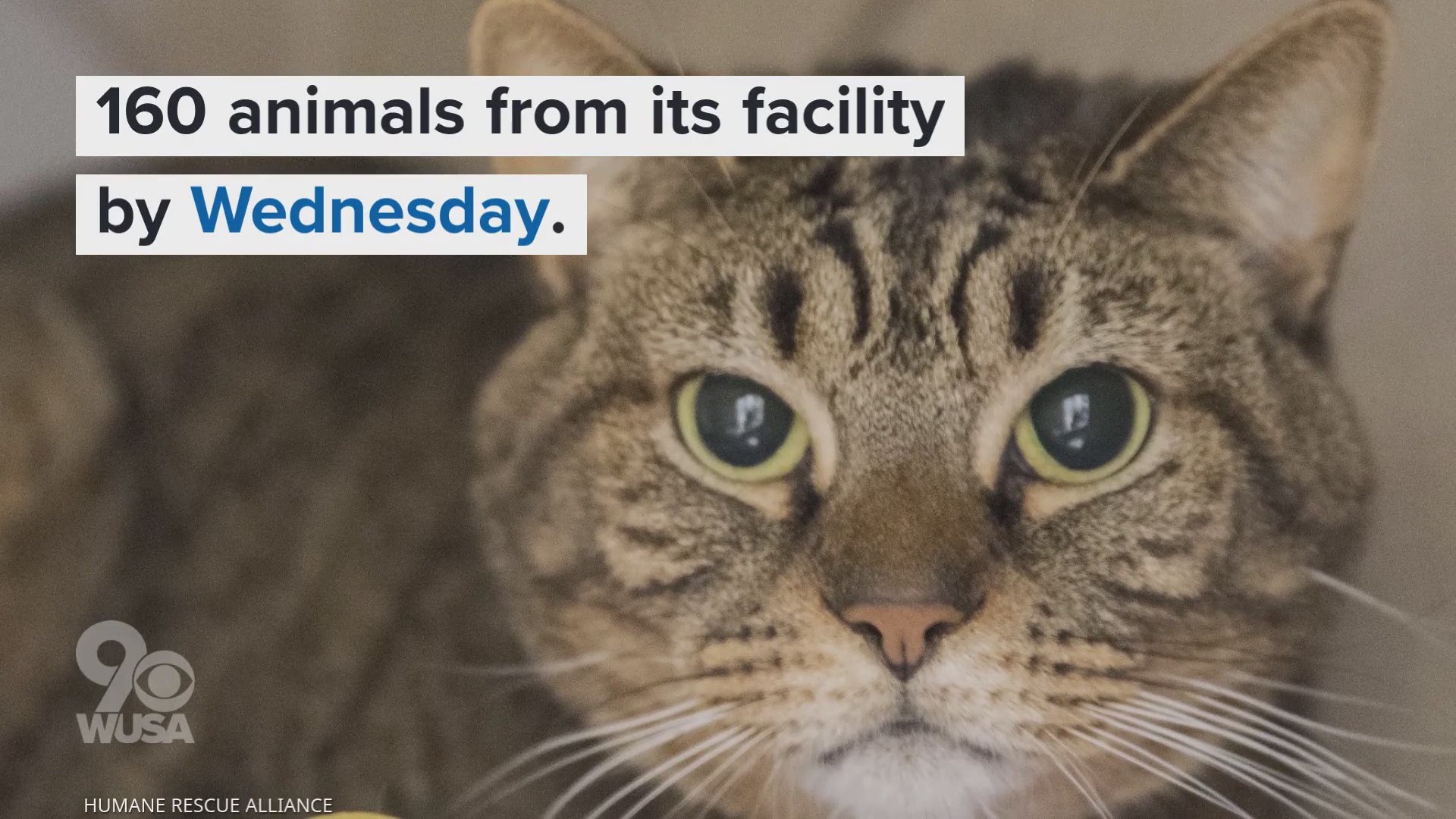 The HRA needs to evacuate 160 animals from its New York Ave. facility by Oct. 30.