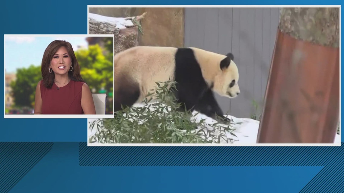 Qing Bao turns 4 tomorrow! | wusa9.com