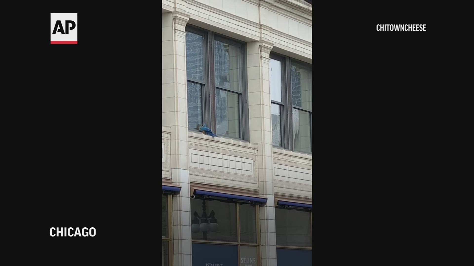 Chicago firefighters rescued a bright blue pet parrot from a ledge.