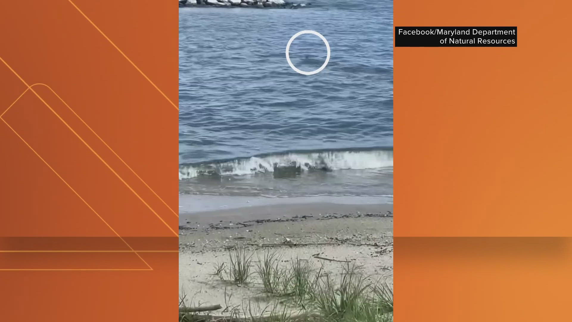 DNR says shark sightings are not uncommon in the Chesapeake Bay.