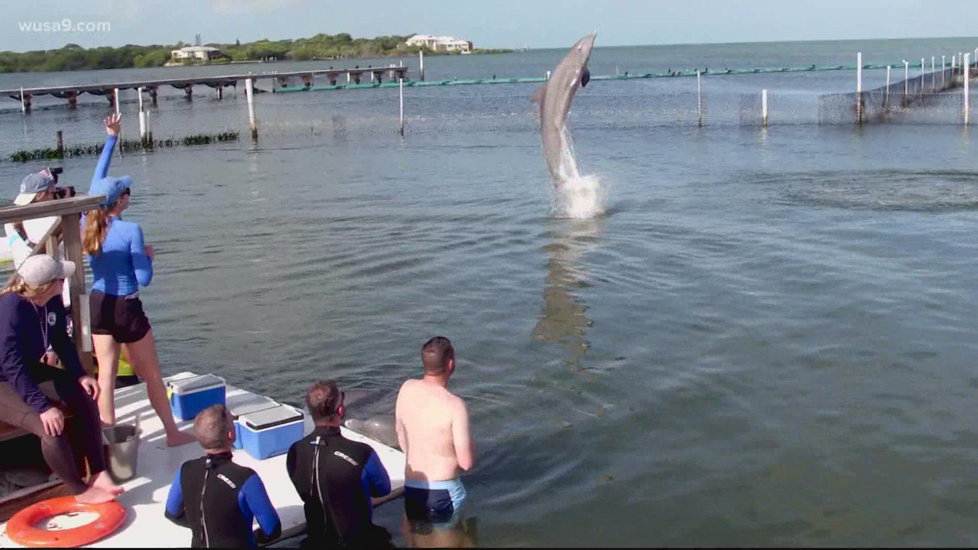 The Dolphin Research Center in Florida helps warriors in all stages of recovery.