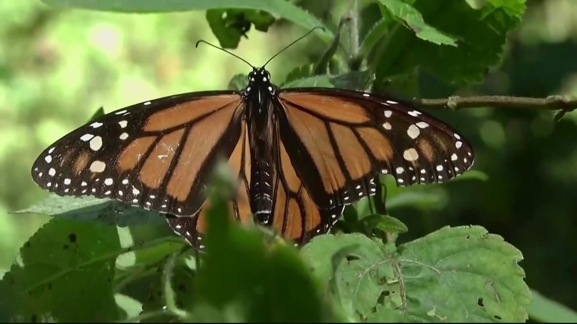 Endangered Monarch butterflies find safe harbor in local gardens | ECO9