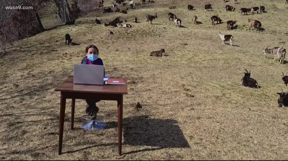 Italian girl remote learning with goats | wusa9.com