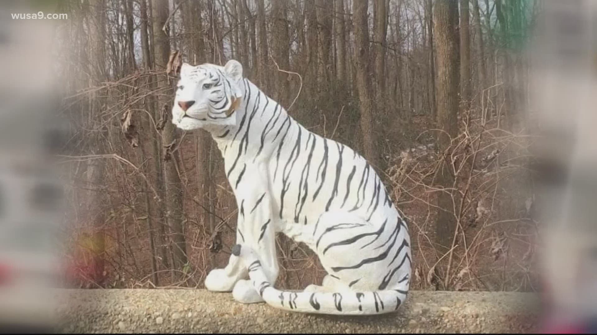 The plastic lifelike looking white tiger had some drivers on I-270 shocked as they rode down the interstate on Saturday.