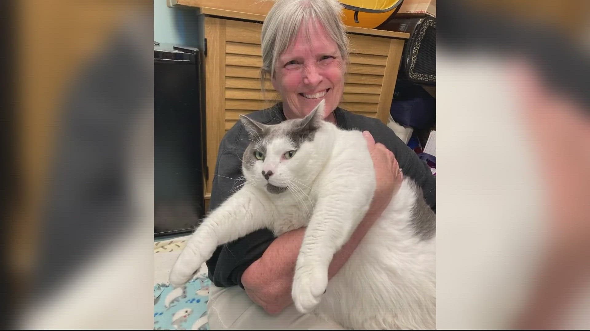 He's just as heavy as he looks. But this cat in Virginia is on his way from the shelter to his new forever home.
