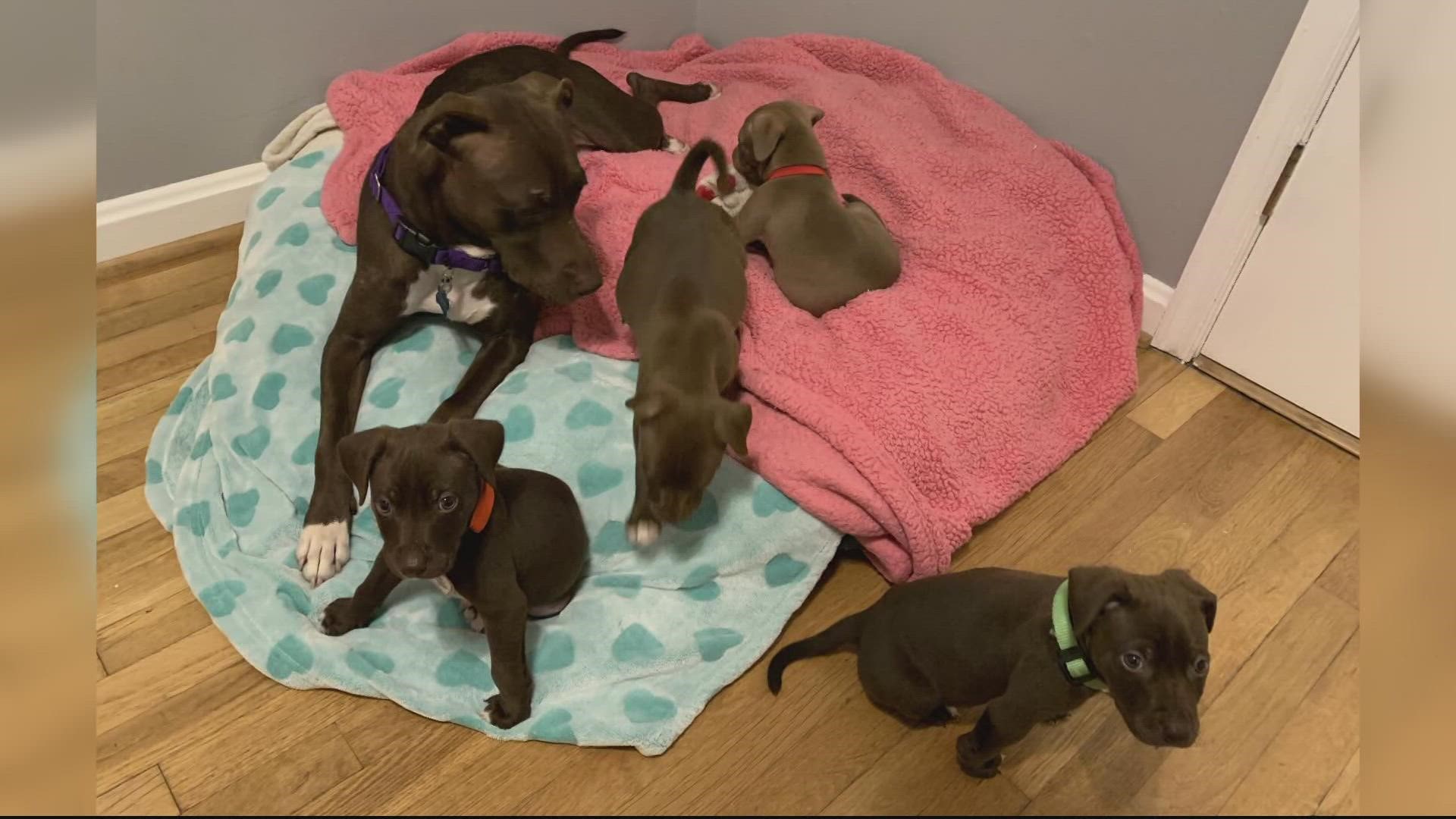 FOUR puppies have been recovered and re-united with Mom. If you know anything about the other three still missing -- please contact the Humane Rescue Alliance